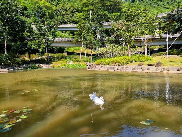 在深圳居然也有大草原 | 恩上濕地公園。