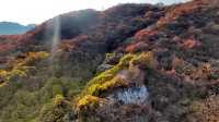 紅葉染盡「坡峰嶺」。