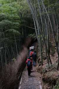 11.9金錢松徒步｜最後一批秋景讓我趕上了。