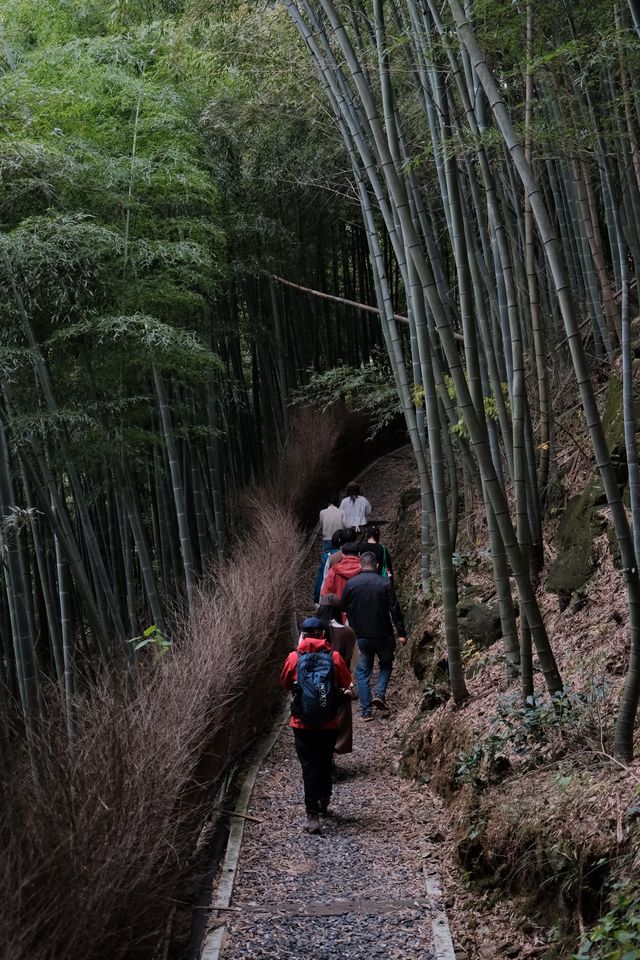 11.9金錢松徒步｜最後一批秋景讓我趕上了。