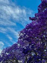 The breathtaking beauty of the University of Sydney