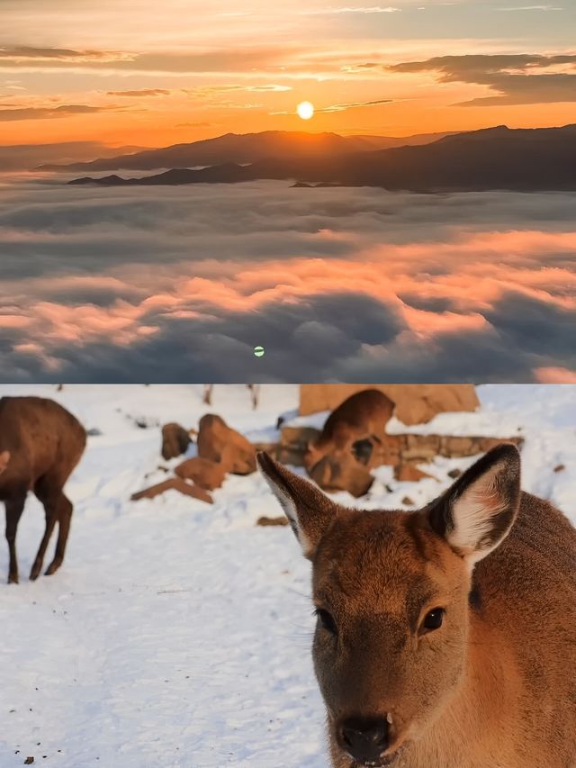 伊春霧凇——帶您走進北國風光。