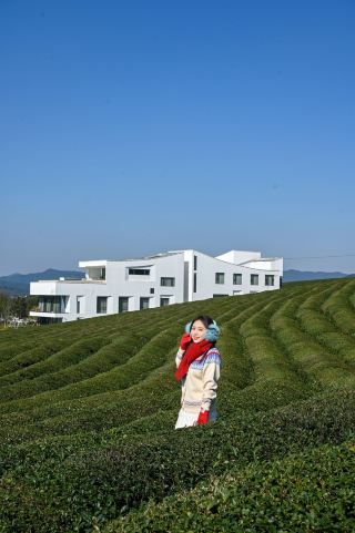 A friend asked me about a super relaxing tea garden homestay in Shaoxing