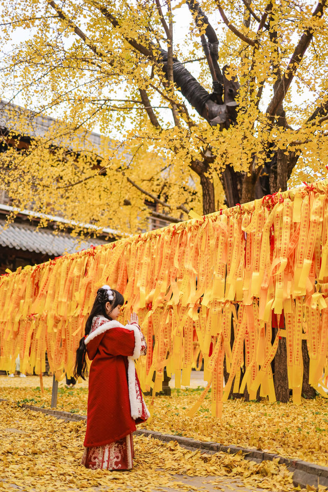 上海市區的真如寺銀杏葉落滿地啦