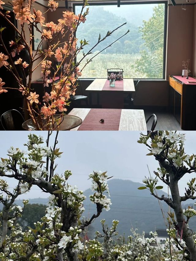 這裏樹山|遇見他如春水映梨花樹
