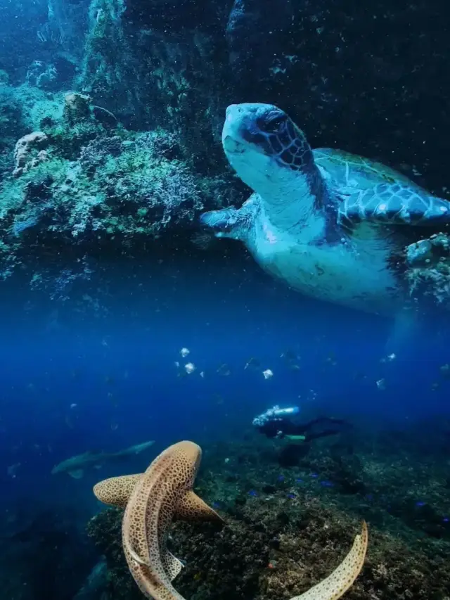 黃金海岸潛水攻略：與海洋精靈共舞的浪漫之旅