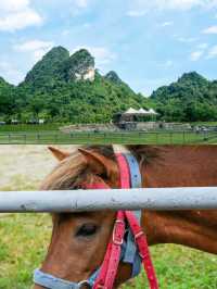 探秘廣西百色：矮馬王國的奇幻之旅