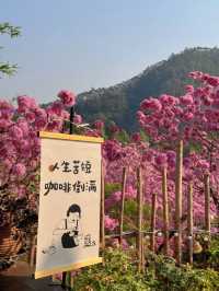 江門綠美生態園：實拍最美紫花風鈴木
