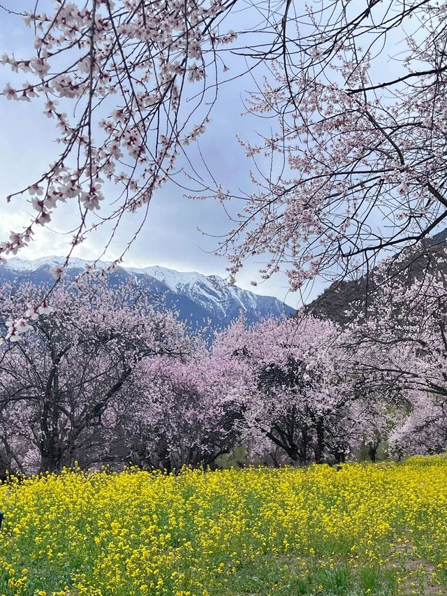 昌都來古冰川等地滑雪攻略 不踩坑