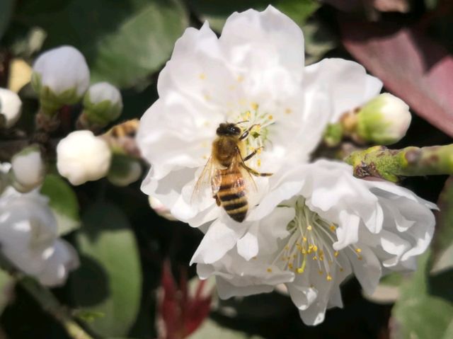 When Sping Knocks The Door: Ultimate Itinerary for Flower Bloom in Xi'An When Sping Knocks The Door: Ultimate Itinerary for Flower Bloom in Xi'An