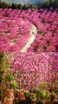 賞花聖地