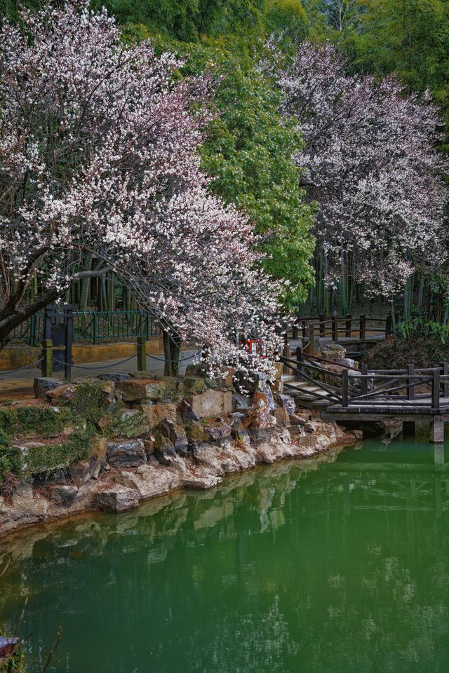 常熟虞山：邂逅春日梅海與中式園林的浪漫
