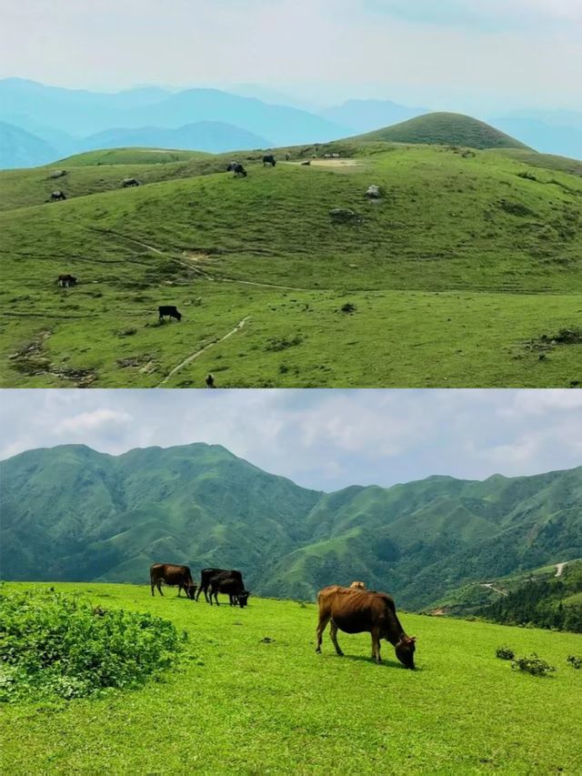 下個月！廣東這個高山草甸滿山杜鵑花盛開！