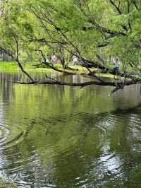 共青國家森林公園遊玩攻略