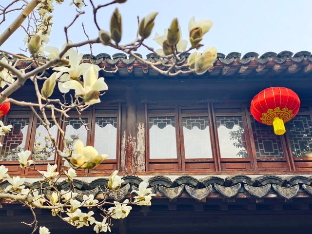 上海市花——白玉蘭
