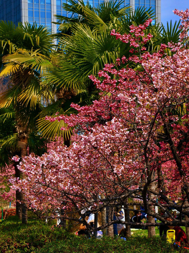 《大寧公園的櫻花盛景》