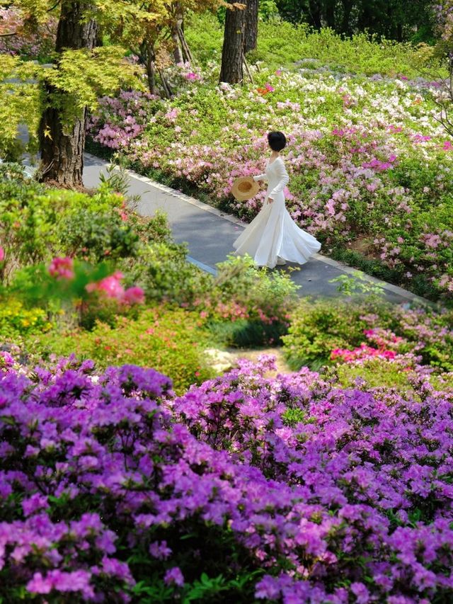 比起太子灣，杭州這個莫奈花園更令我期待到尖叫