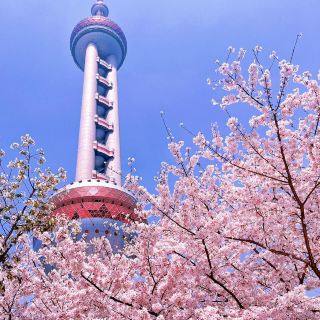 Phải nhớ! Biển hoa anh đào tại Tháp truyền hình Đông Phương Minh Châu sắp nở rộ, những vị trí chụp ảnh đẹp nhất đã được hé lộ!