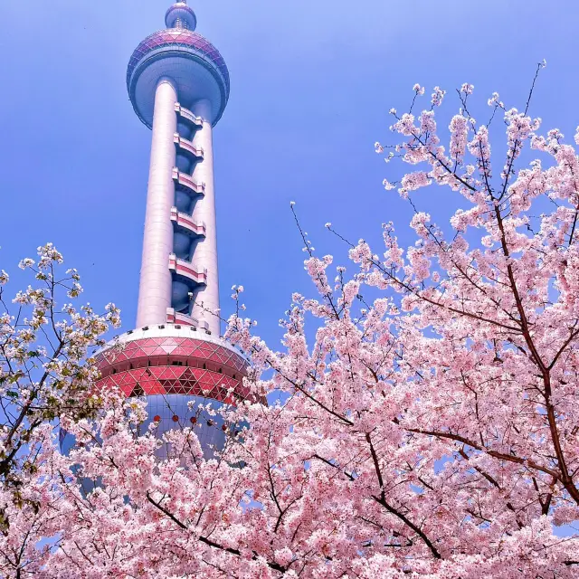Must remember! The sea of cherry blossoms at the Oriental Pearl Tower is about to bloom, and the best photo spots are revealed!