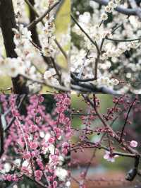 上海靜安雕塑公園梅花太頂流了