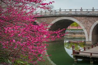 Jinshan Park Plum Blossoms