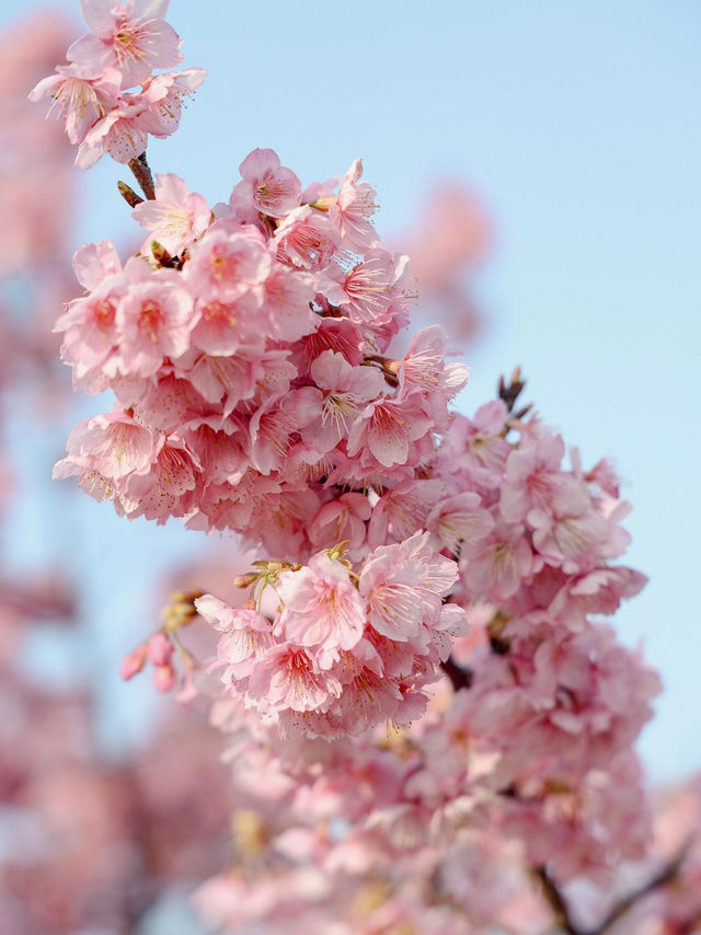 台北松智公園櫻花攻略🌸📸 