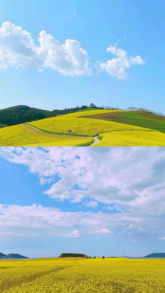 雲南羅平油菜花賞花避坑攻略 | 旅遊達人秘笈來啦