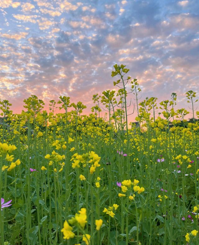 版畫村遇上色彩斑斕的油菜花海，太美太夢幻