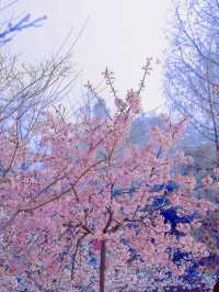 春日賞花慢遊三～四月份南京的浪漫城