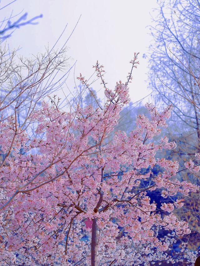 春日賞花慢遊三～四月份南京的浪漫城