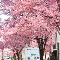 被日本橋春日限定浪漫擊中！粉色花海美到失語🌸 