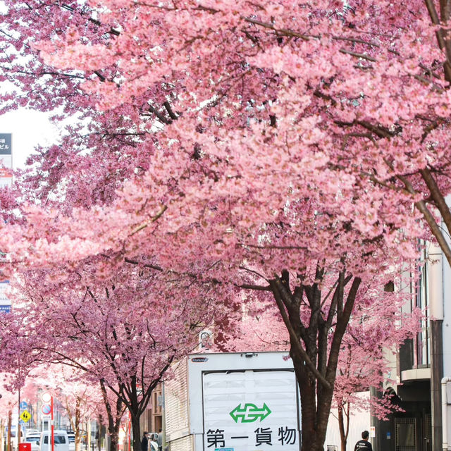 被日本橋春日限定浪漫擊中！粉色花海美到失語🌸 
