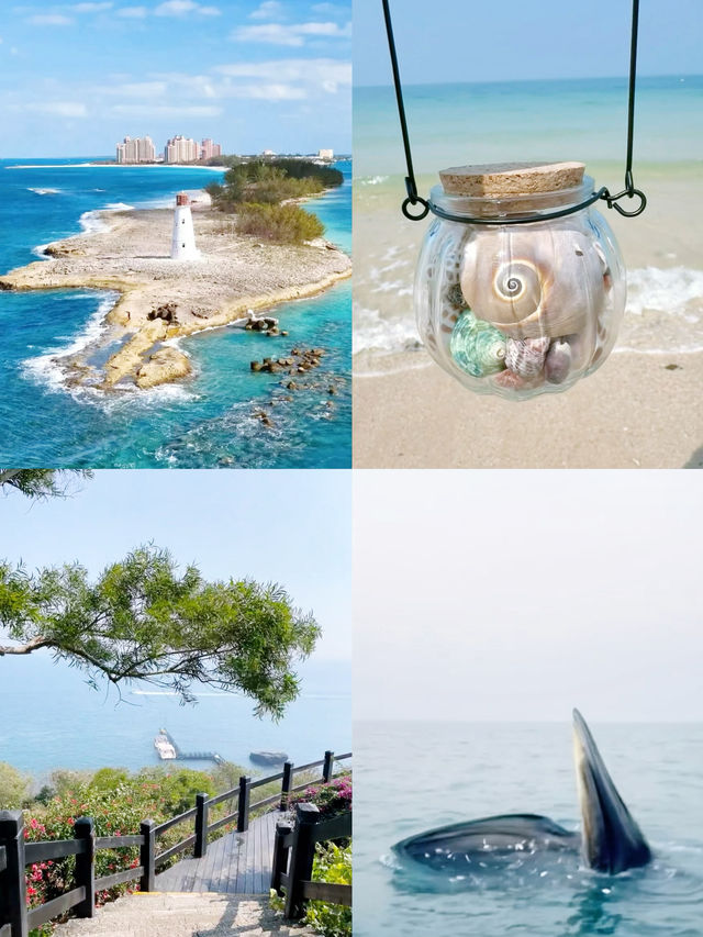浪漫到連海豚都忍不住為你比心！