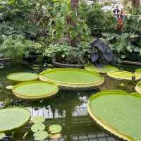 Exploring the Vastness of Kew Gardens