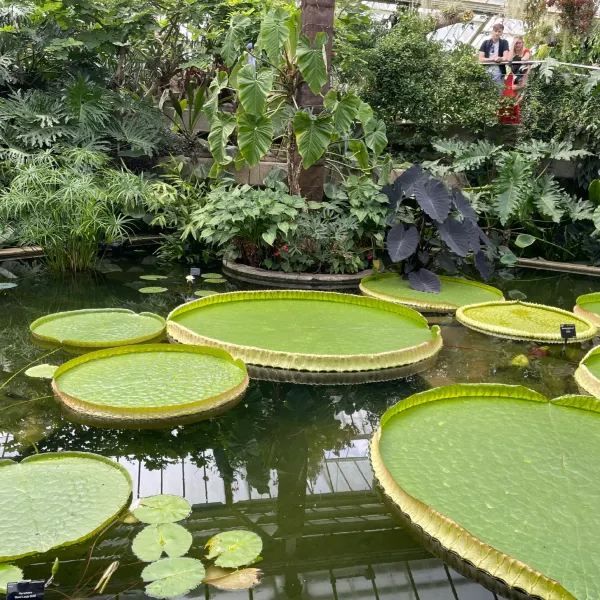 Exploring the Vastness of Kew Gardens