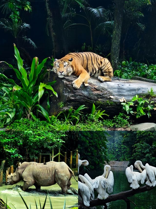 闖進新加坡萬態野生動物園，邂逅一場奇妙的動物狂歡