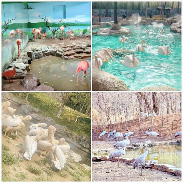 探索奇幻野生世界：北京野生動物園等你來發掘