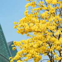 🌸深圳限定！黄花風鈴木怒放，錯過再等一年！