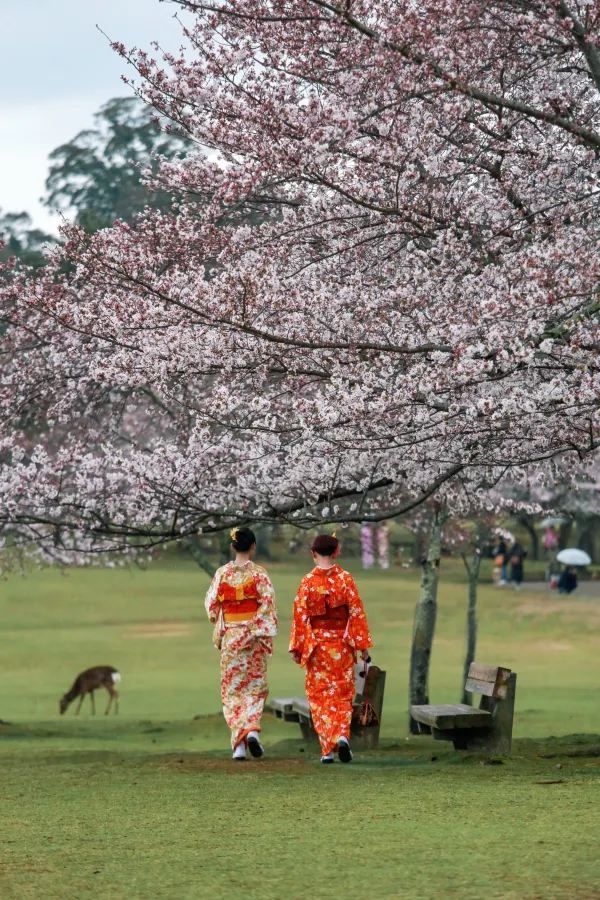 Kyoto and Nara: 4-Day Cherry Blossom Guide 🌸 Detailed Cherry Blossom and Deer Feeding Plan