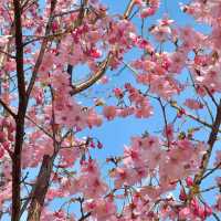 3.20實拍！武漢這個公園美到封神