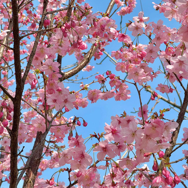3.20實拍！武漢這個公園美到封神