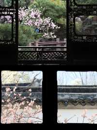 蘇州賞桃花‖打卡避坑攻略