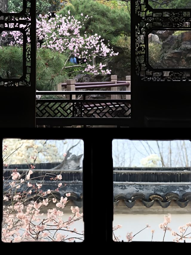 蘇州賞桃花‖打卡避坑攻略