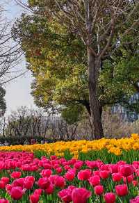 上海大寧公園的鬱金香已到盛花期