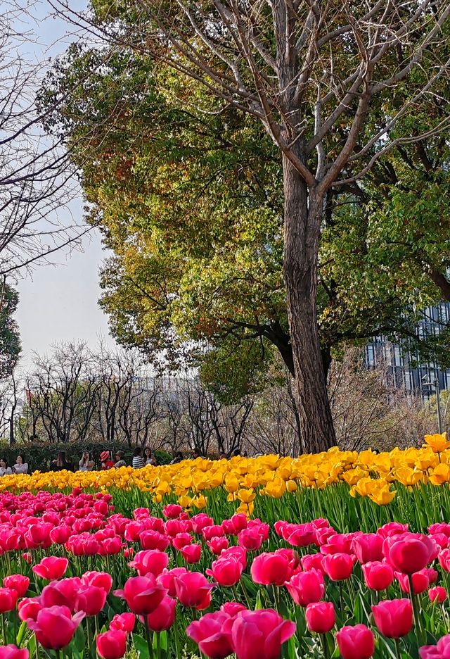 上海大寧公園的鬱金香已到盛花期