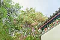 深圳園博園的簕杜鵑瀑布盛宴