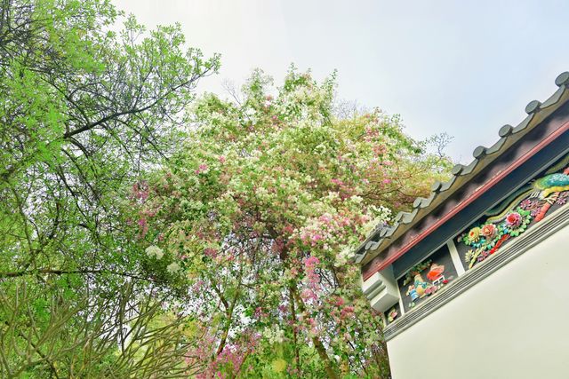 深圳園博園的簕杜鵑瀑布盛宴