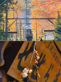 三島市旅遊攻略，解鎖小眾寶藏地