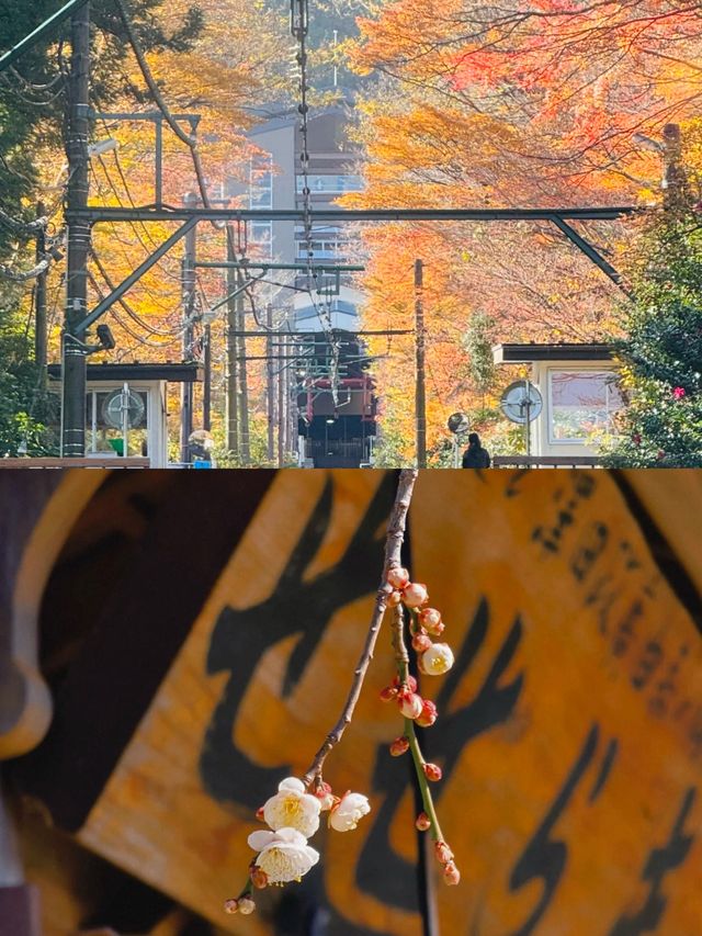 三島市旅遊攻略，解鎖小眾寶藏地
