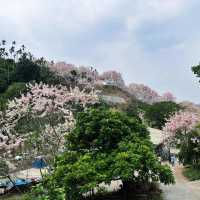 嘉義藏著個超美「粉紅村」！一秒出國賞櫻🌸